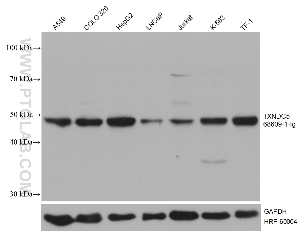 Western Blot (WB) analysis of various lysates using TXNDC5 Monoclonal antibody (68609-1-Ig)