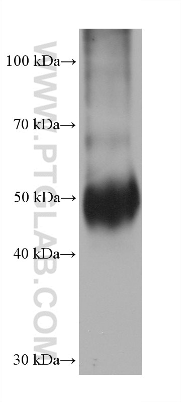 Western Blot (WB) analysis of mouse colon tissue using TXNDC5 Monoclonal antibody (68609-1-Ig)