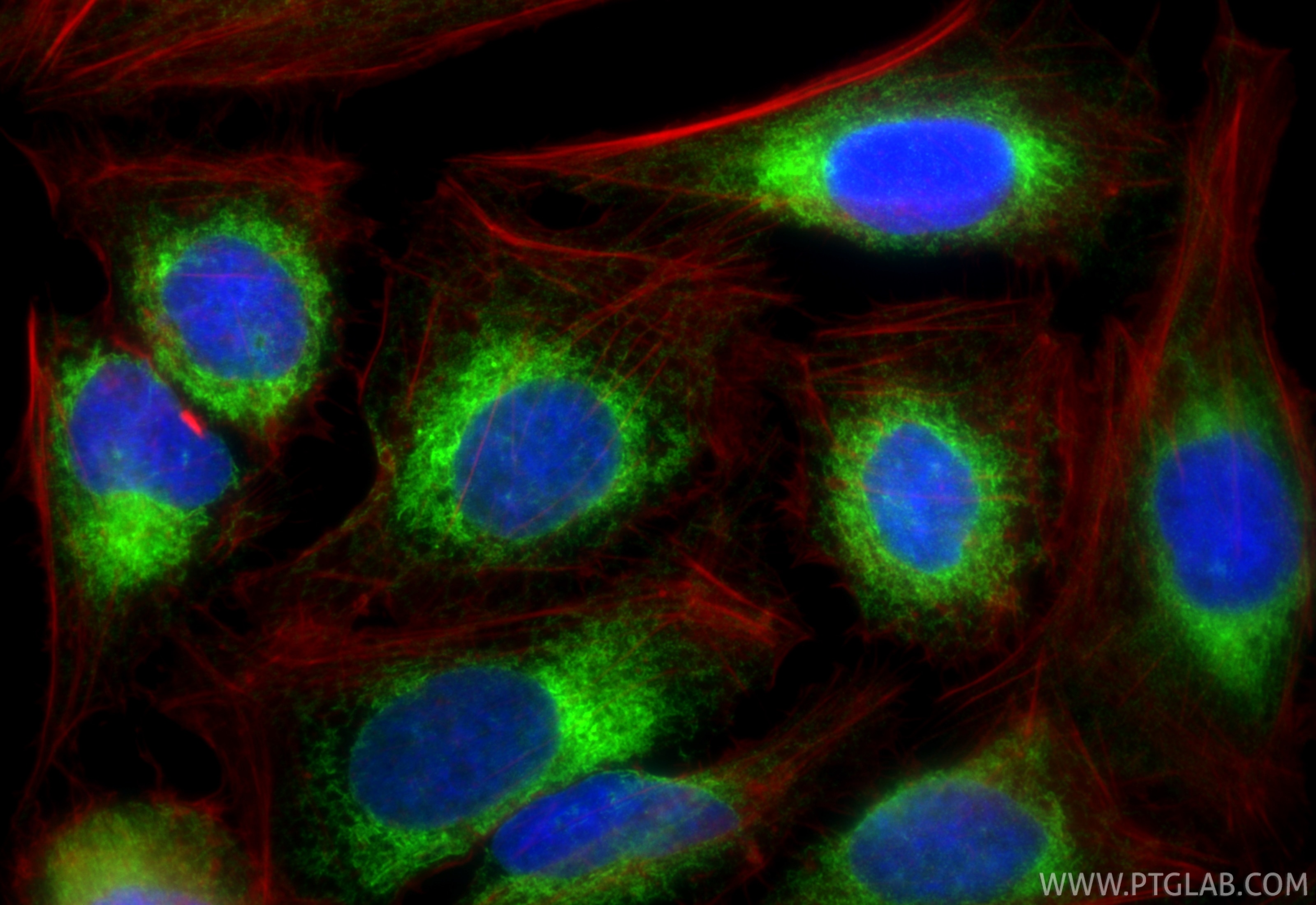 Immunofluorescence (IF) / fluorescent staining of U2OS cells using TXNDC5 Recombinant monoclonal antibody (84756-5-RR)