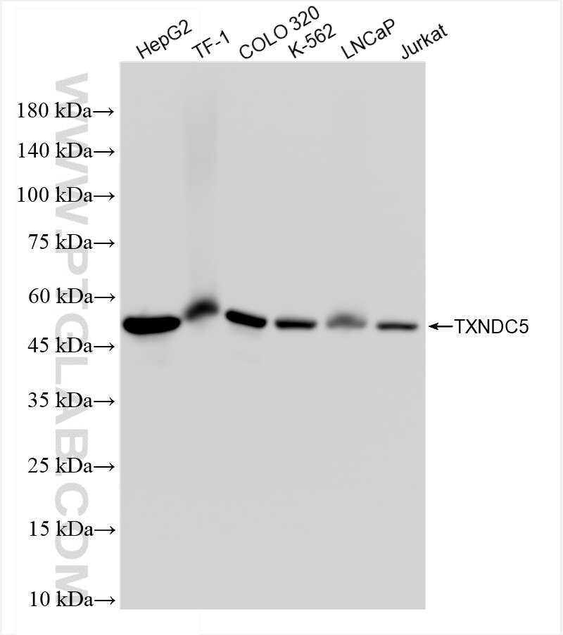 Western Blot (WB) analysis of various lysates using TXNDC5 Recombinant antibody (84756-5-RR)