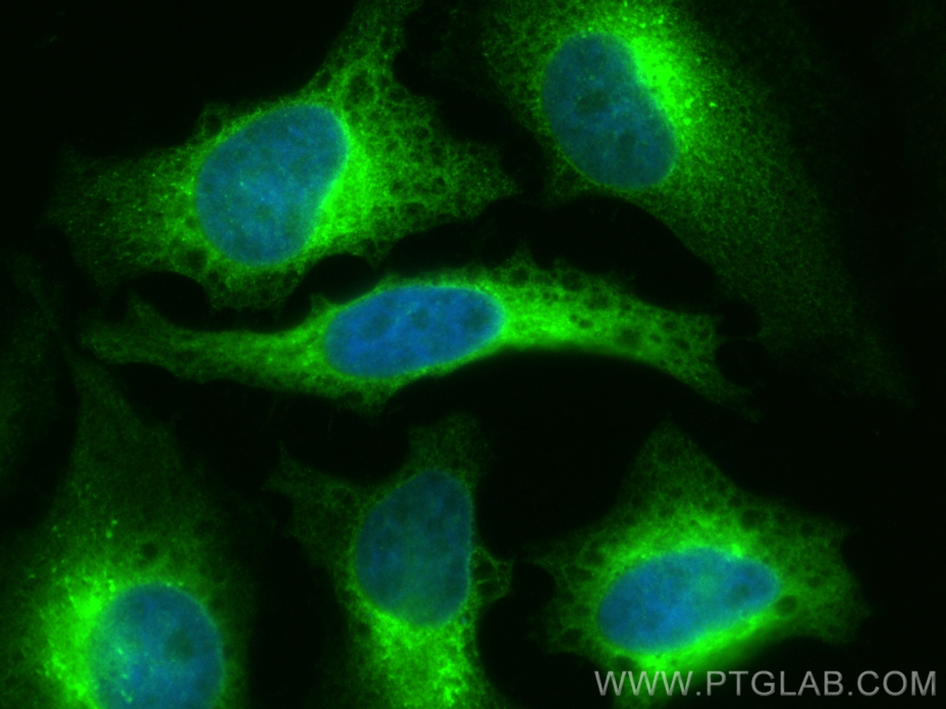 Immunofluorescence (IF) / fluorescent staining of HeLa cells using CoraLite® Plus 488-conjugated TXNDC5 Polyclonal an (CL488-19834)