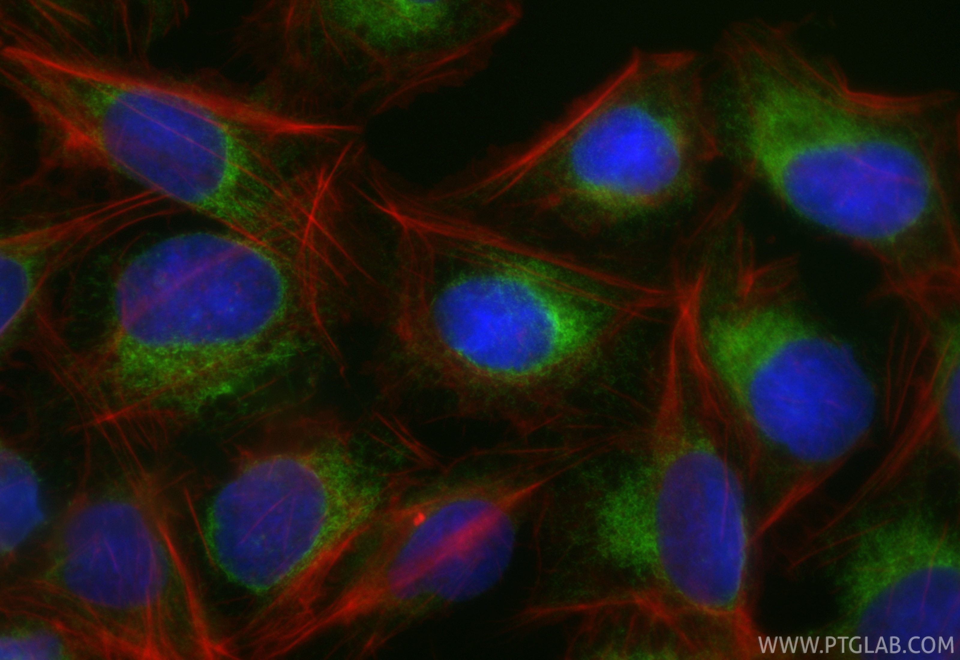 Immunofluorescent analysis of (4% PFA) fixed U2OS cells using CoraLite® Plus 488 TXNDC5 antibody (CL488-84756-5, Clone: 242195G7 ) at dilution of 1:200, CL594-phalloidin (red). Immunofluorescence (IF) / fluorescent staining of U2OS cells using CoraLite® Plus 488-conjugated TXNDC5 Recombinant m (CL488-84756-5)