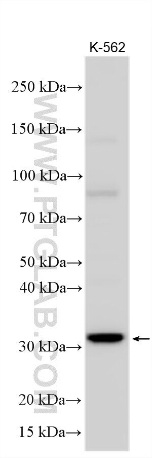 WB analysis using 21235-1-AP Western Blot (WB) analysis of various lysates using TXNDC6 Polyclonal antibody (21235-1-AP)
