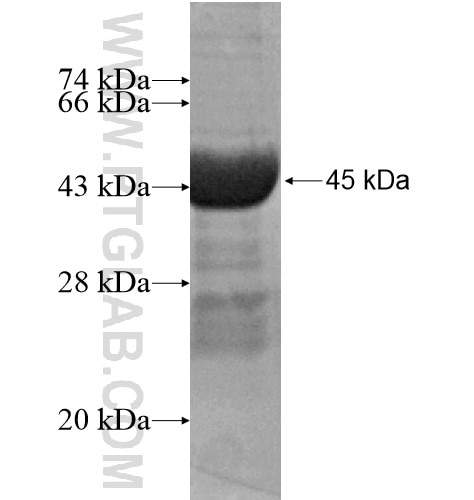 TXNDC6 fusion protein Ag15719 SDS-PAGE