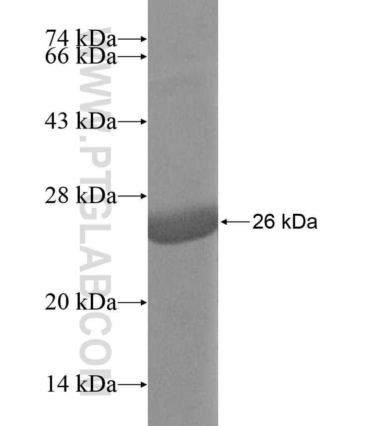 TXNDC6 fusion protein Ag17193 SDS-PAGE