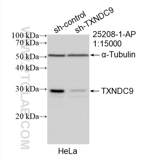 Western Blot (WB) analysis of HeLa cells using TXNDC9 Polyclonal antibody (25208-1-AP)