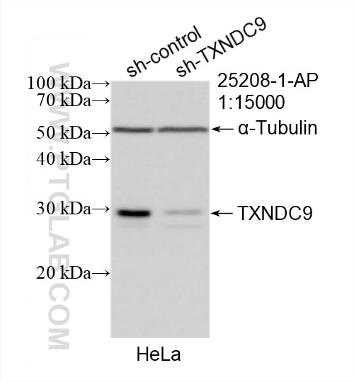 WB analysis of HeLa using 25208-1-AP