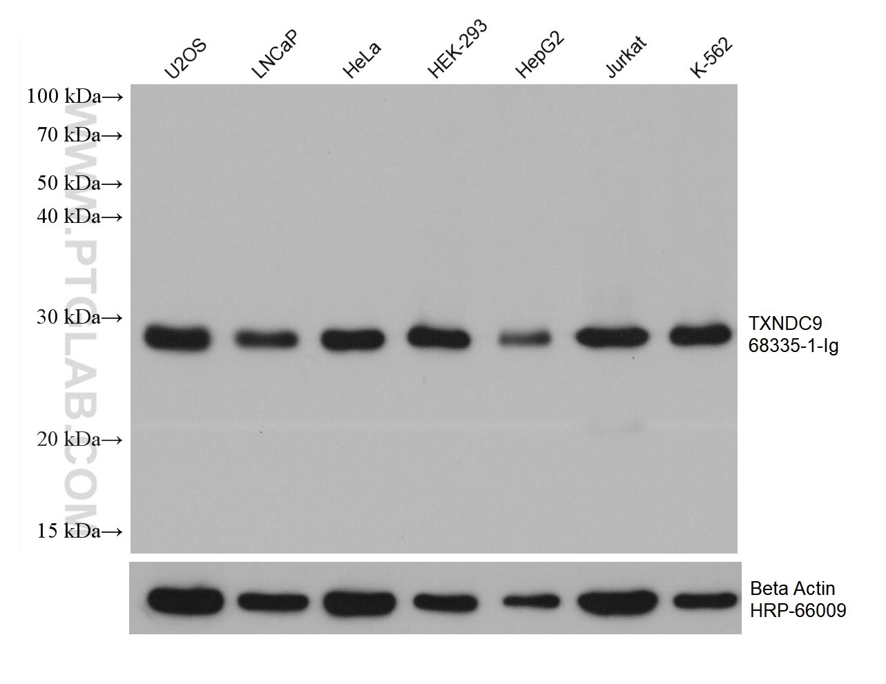 Western Blot (WB) analysis of various lysates using TXNDC9 Monoclonal antibody (68335-1-Ig)