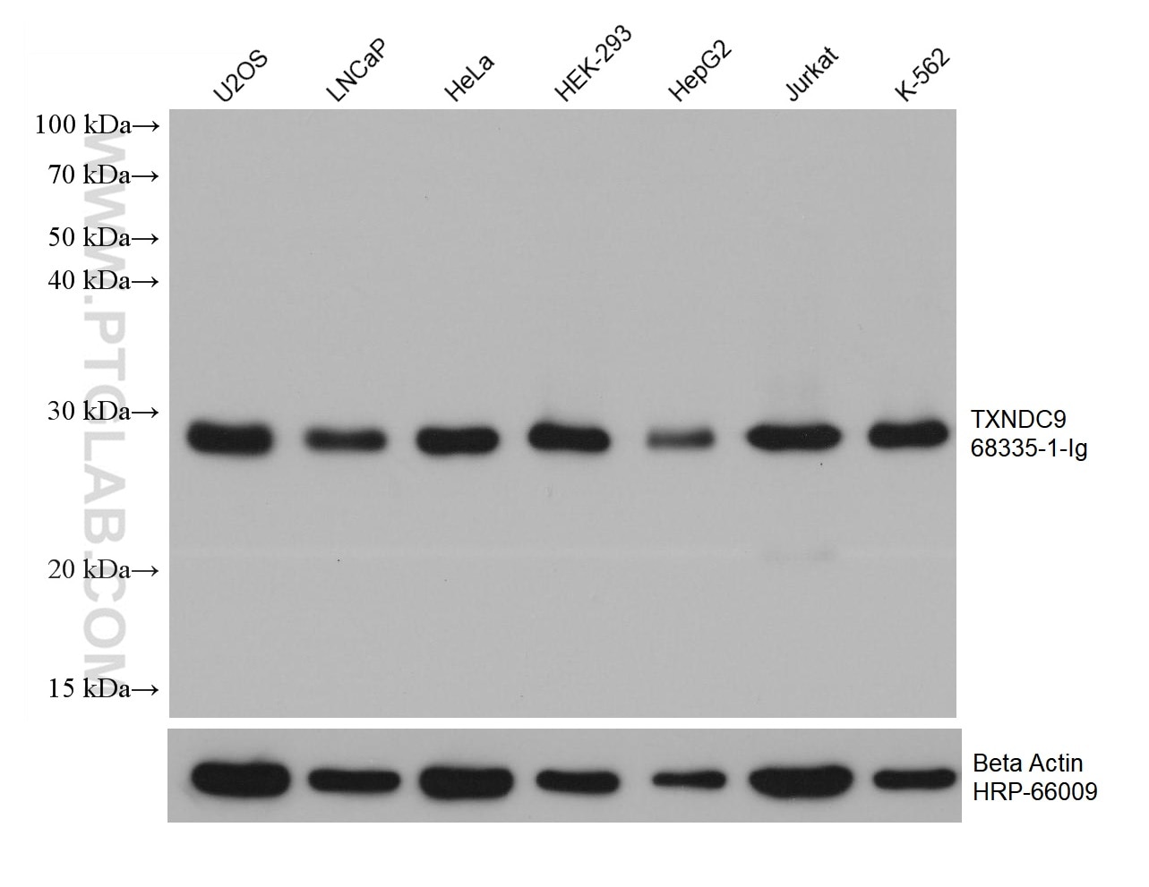 WB analysis using 68335-1-Ig