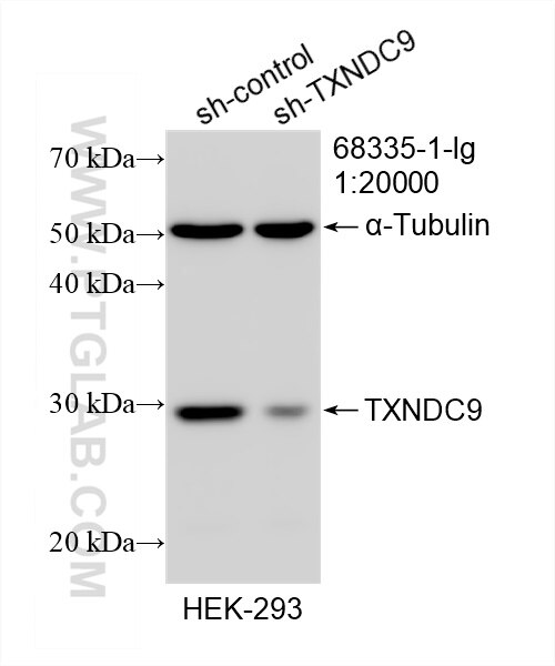 Western Blot (WB) analysis of HEK-293 cells using TXNDC9 Monoclonal antibody (68335-1-Ig)