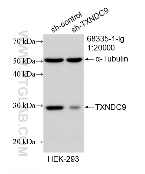 WB analysis of HEK-293 using 68335-1-Ig