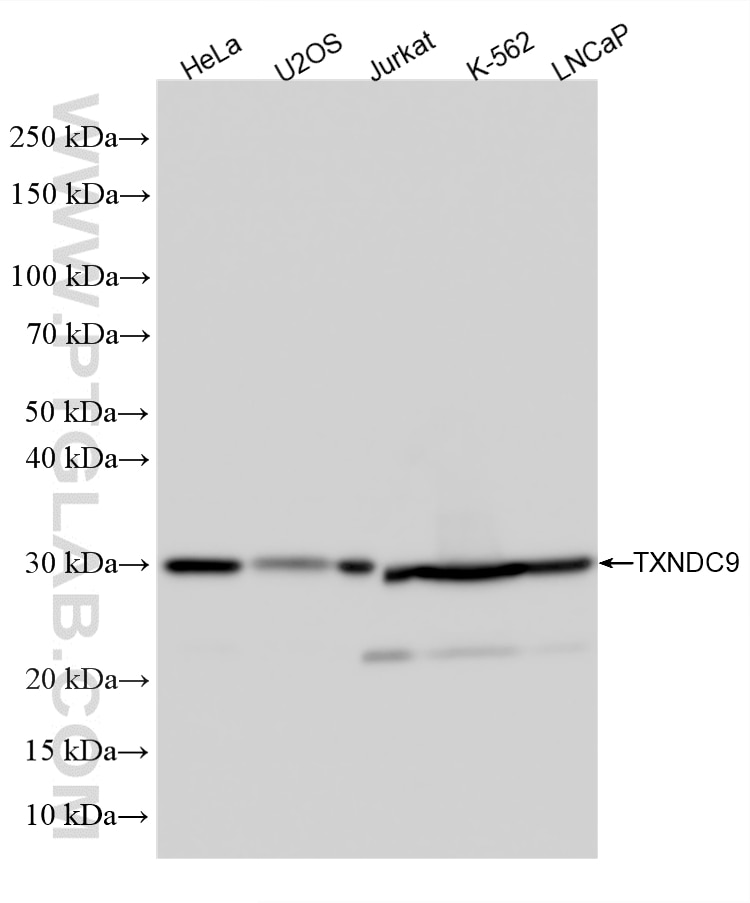 Western Blot (WB) analysis of various lysates using TXNDC9 Recombinant monoclonal antibody (86826-5-RR)