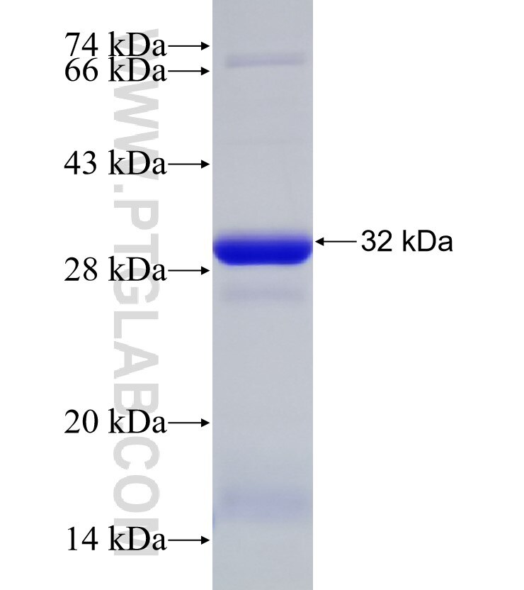 TXNDC9 fusion protein Ag33259 SDS-PAGE