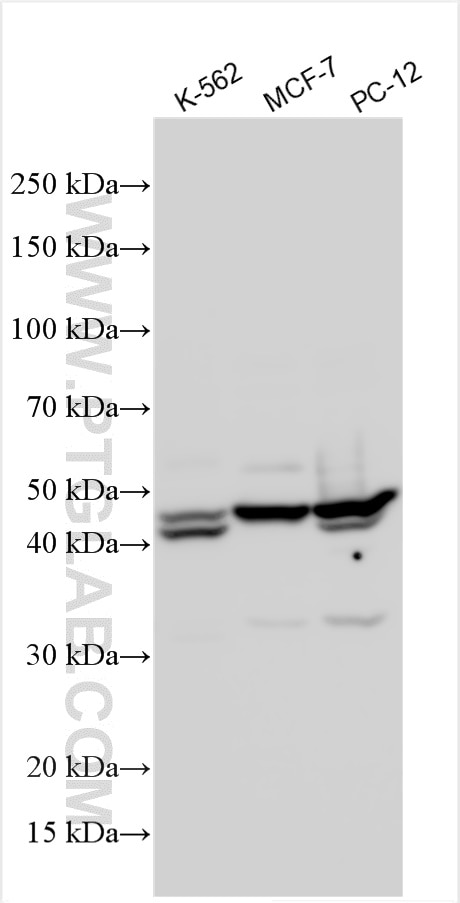 Western Blot (WB) analysis of various lysates using TXNIP Polyclonal antibody (18243-1-AP)