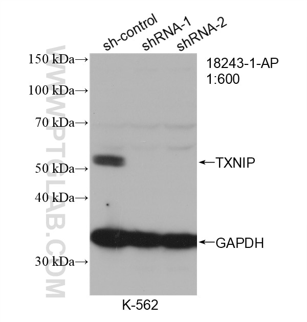 Western Blot (WB) analysis of K-562 cells using TXNIP Polyclonal antibody (18243-1-AP)