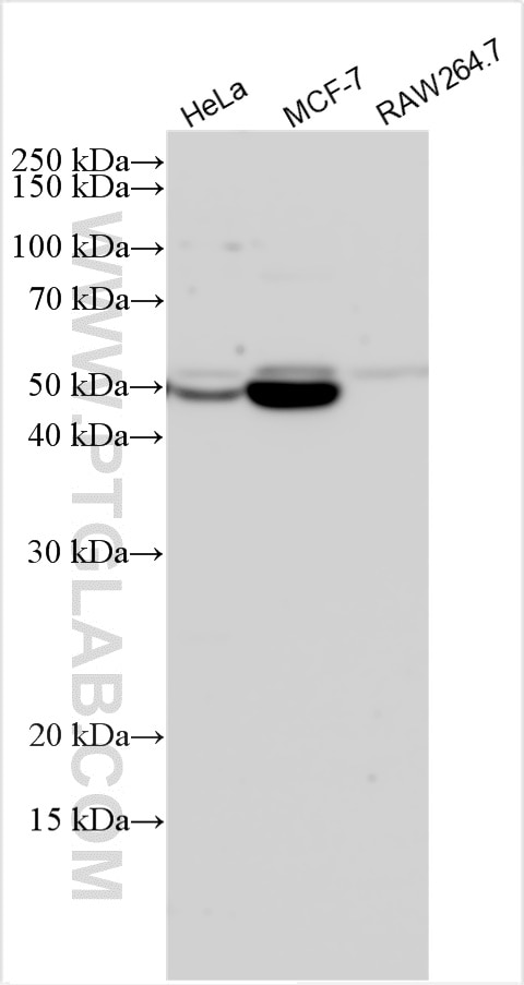 Western Blot (WB) analysis of various lysates using TXNIP Polyclonal antibody (27429-1-AP)