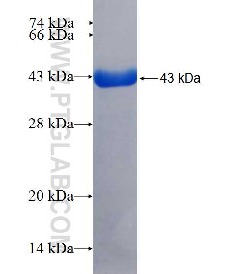TXNIP fusion protein Ag26579 SDS-PAGE