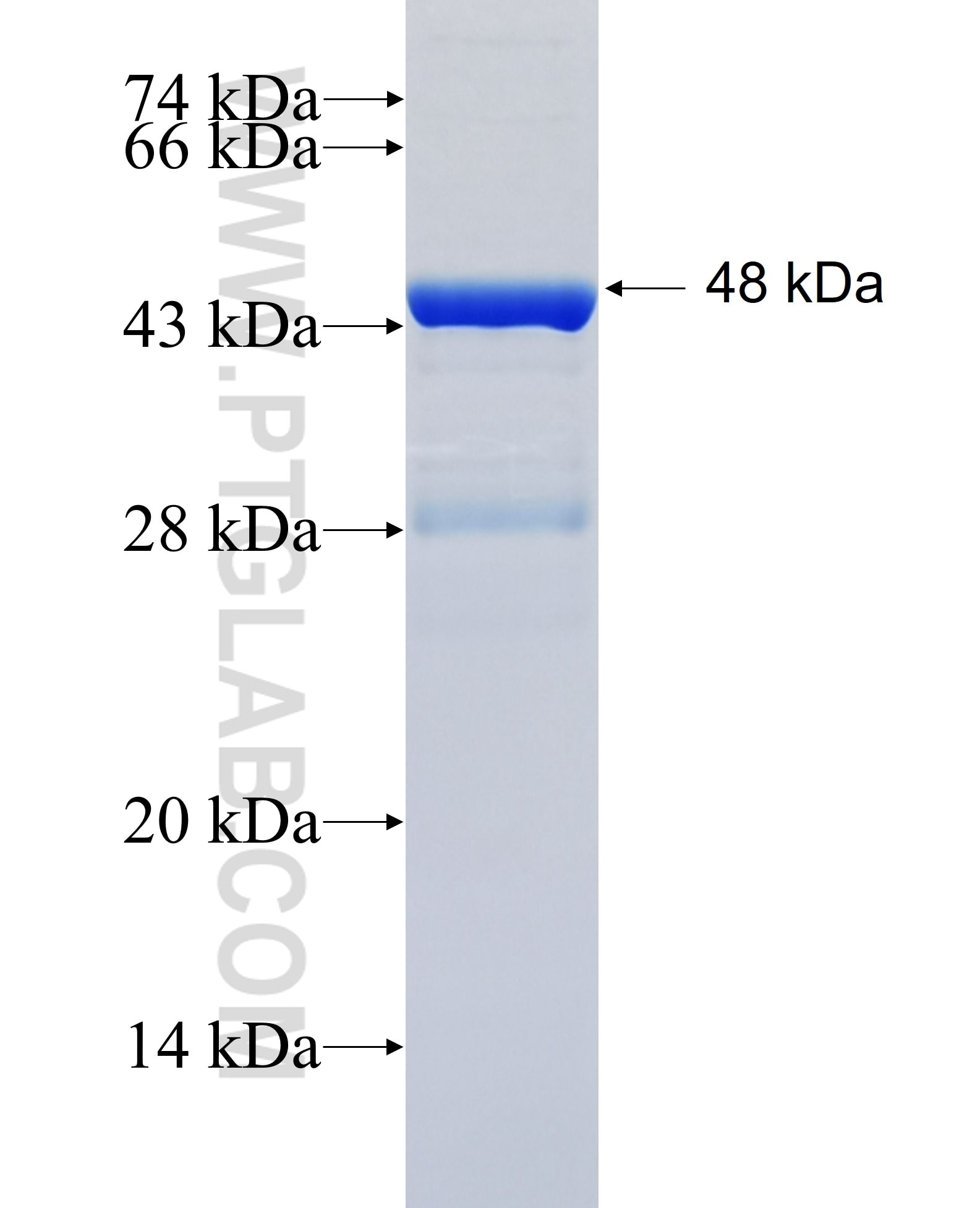 TXNIP fusion protein Ag26579 SDS-PAGE