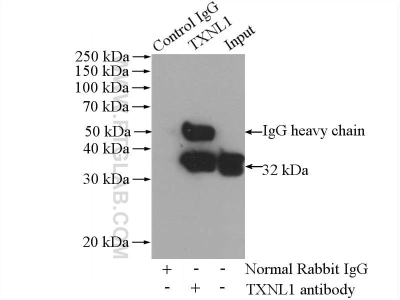 Immunoprecipitation (IP) experiment of HL-60 cells using TXNL1 Polyclonal antibody (15289-1-AP)