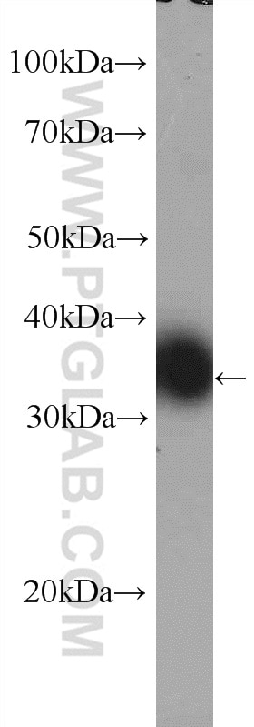 Western Blot (WB) analysis of HL-60 cells using TXNL1 Polyclonal antibody (15289-1-AP)