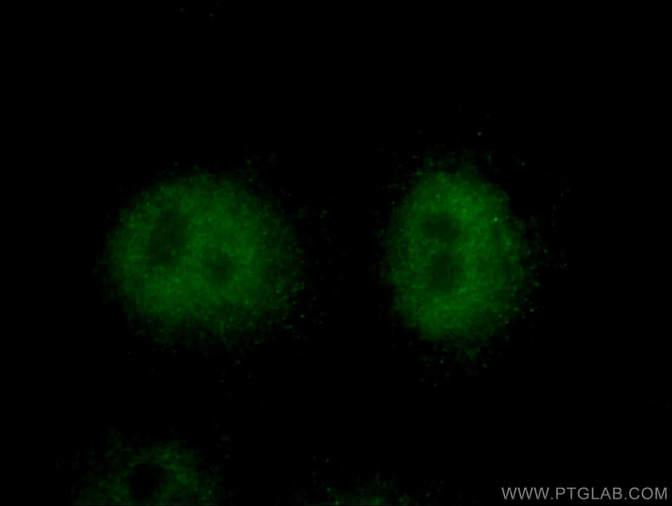 Immunofluorescence (IF) / fluorescent staining of HepG2 cells using TXNL4A Polyclonal antibody (27646-1-AP)