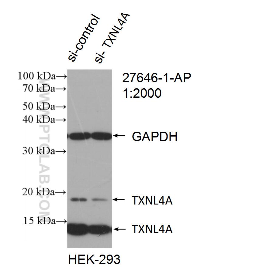 WB analysis of HEK-293 using 27646-1-AP