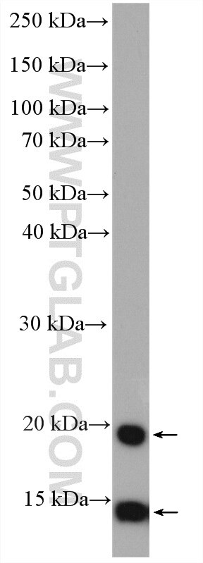 WB analysis of PC-3 using 27646-1-AP