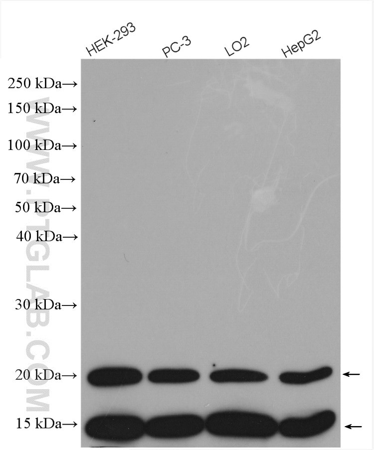 Western Blot (WB) analysis of various lysates using TXNL4A Polyclonal antibody (27646-1-AP)