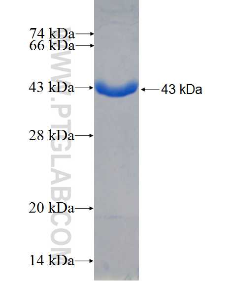 TXNL4A fusion protein Ag26473 SDS-PAGE