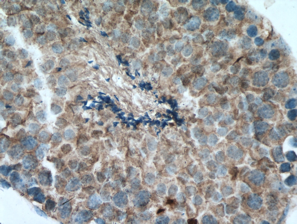 Immunohistochemistry (IHC) staining of mouse testis tissue using TXNRD1 Polyclonal antibody (11117-1-AP)