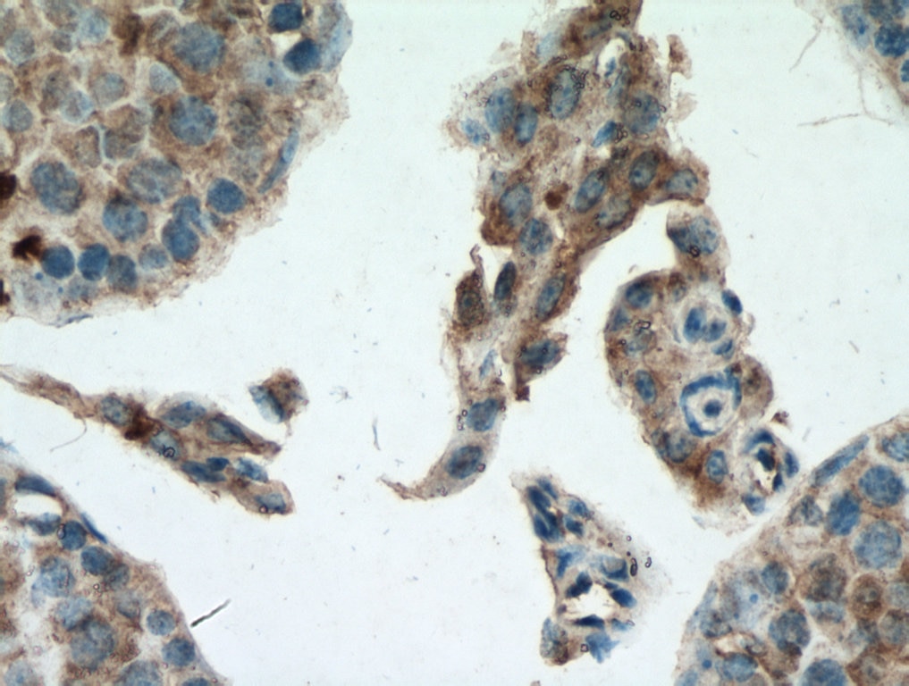 Immunohistochemistry (IHC) staining of mouse testis tissue using TXNRD1 Polyclonal antibody (11117-1-AP)