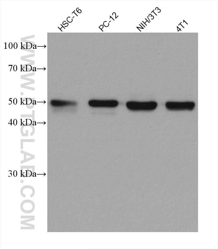 Western Blot (WB) analysis of various lysates using TXNRD1 Monoclonal antibody (67728-1-Ig)