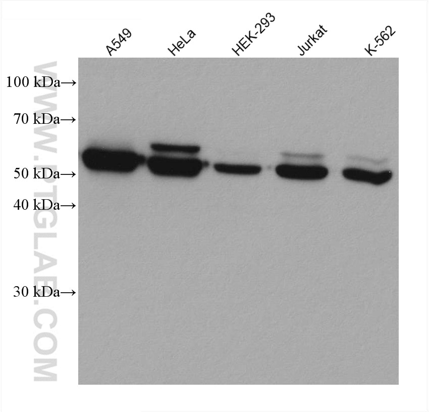 Western Blot (WB) analysis of various lysates using TXNRD1 Monoclonal antibody (67728-1-Ig)