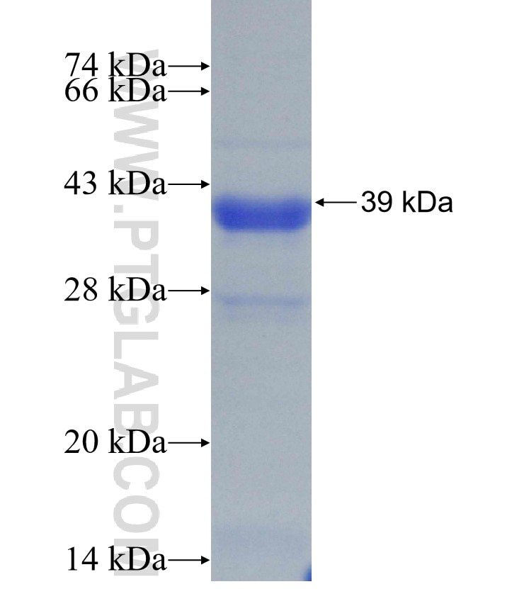 TXNRD1 fusion protein Ag30071 SDS-PAGE