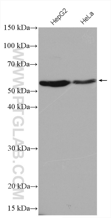 Western Blot (WB) analysis of various lysates using TXNRD2 Polyclonal antibody (16360-1-AP)