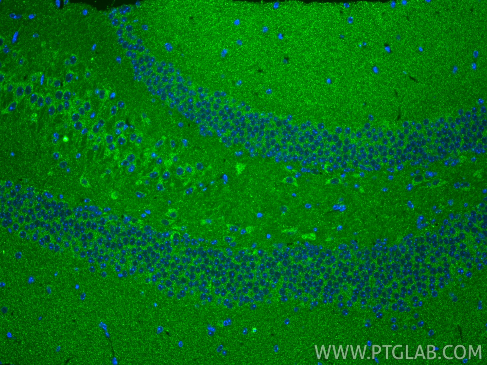 Immunofluorescence (IF) / fluorescent staining of mouse brain tissue using TXNRD2 Recombinant monoclonal antibody (85424-1-RR)