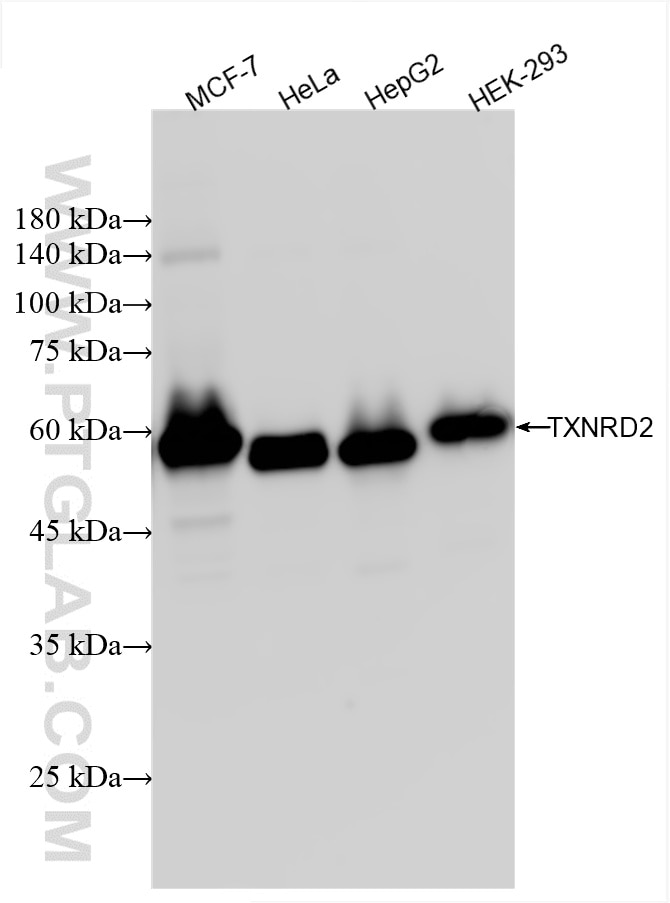 Western Blot (WB) analysis of various lysates using TXNRD2 Recombinant antibody (85424-1-RR)