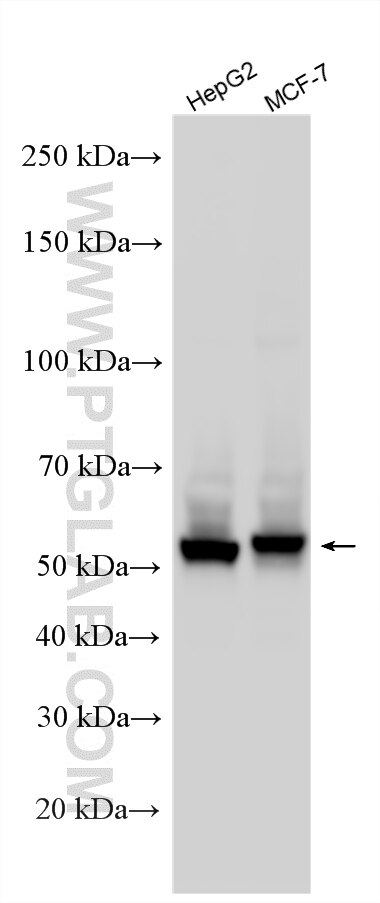 WB analysis of HepG2 using RMX00099 Western Blot (WB) analysis of HepG2 cells using Multi-rAb® TXNRD2 Multi-Recombinant antibody (RMX00099)