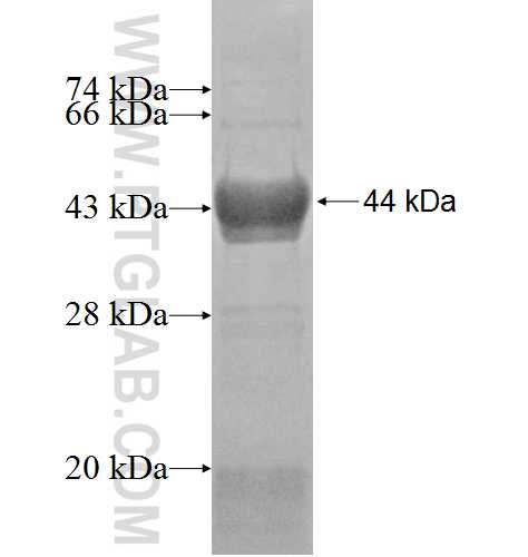 TXNRD2 fusion protein Ag8367 SDS-PAGE