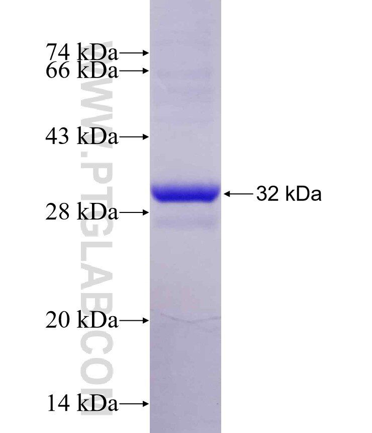TYK2 fusion protein Ag9442 SDS-PAGE