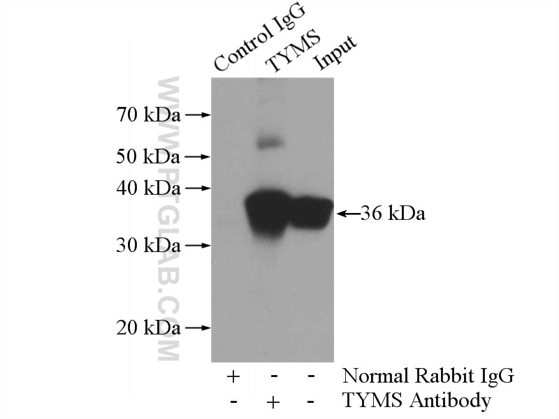 Immunoprecipitation (IP) experiment of HeLa cells using Thymidylate synthase Polyclonal antibody (15047-1-AP)