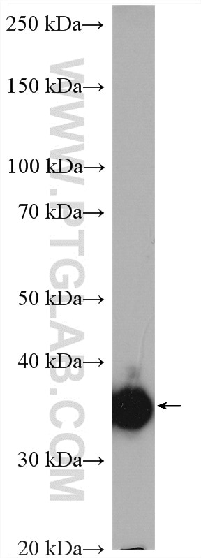 Western Blot (WB) analysis of HEK-293T cells using Thymidylate synthase Polyclonal antibody (15047-1-AP)