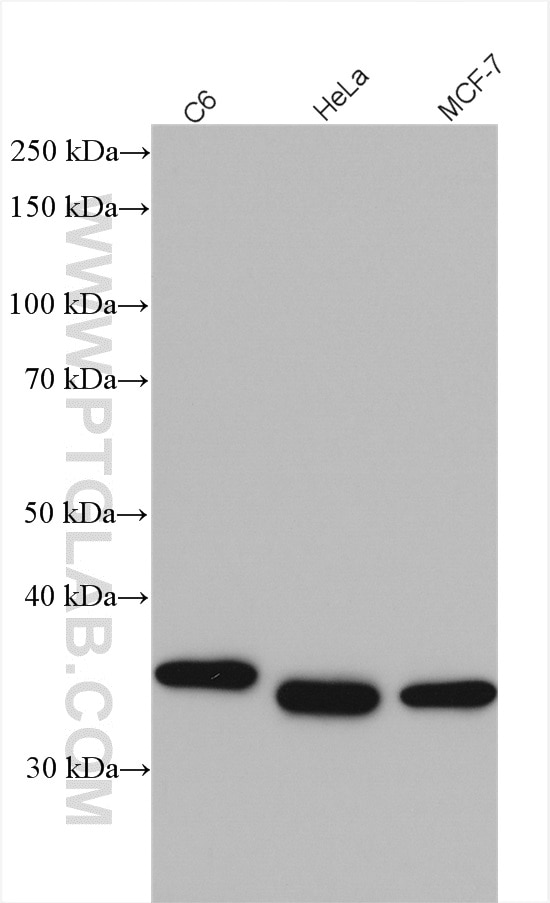 Western Blot (WB) analysis of various lysates using Thymidylate synthase Polyclonal antibody (15047-1-AP)