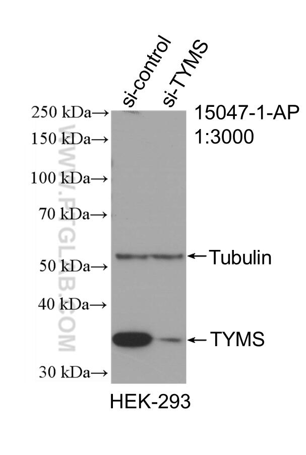 Western Blot (WB) analysis of HEK-293 cells using Thymidylate synthase Polyclonal antibody (15047-1-AP)