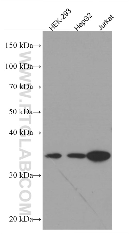 Western Blot (WB) analysis of various lysates using TYMS Monoclonal antibody (66725-1-Ig)