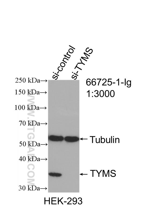 Western Blot (WB) analysis of HEK-293 cells using TYMS Monoclonal antibody (66725-1-Ig)