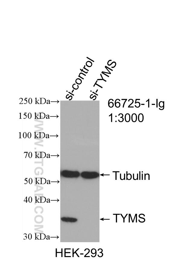 WB analysis of HEK-293 using 66725-1-Ig