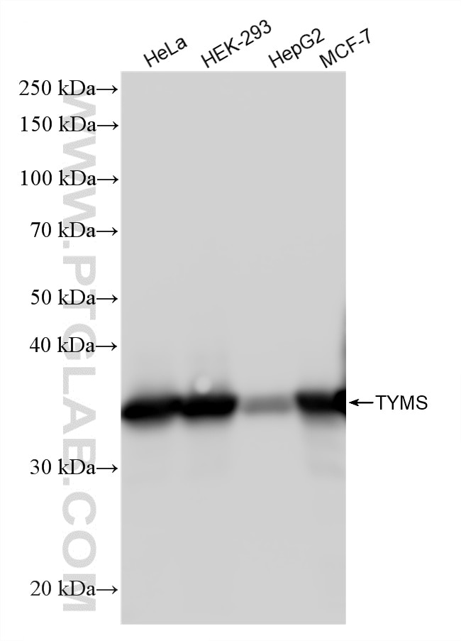 WB analysis using 86643-1-RR Western Blot (WB) analysis of various lysates using TYMS Recombinant monoclonal antibody (86643-1-RR)