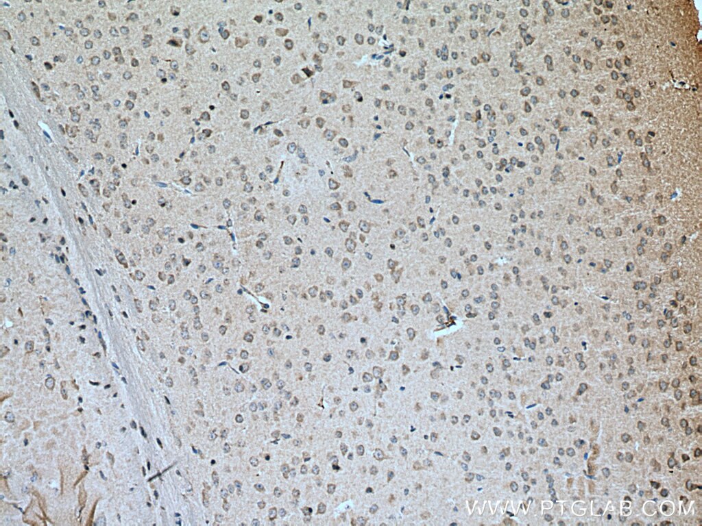 IHC staining of mouse brain using 28513-1-AP