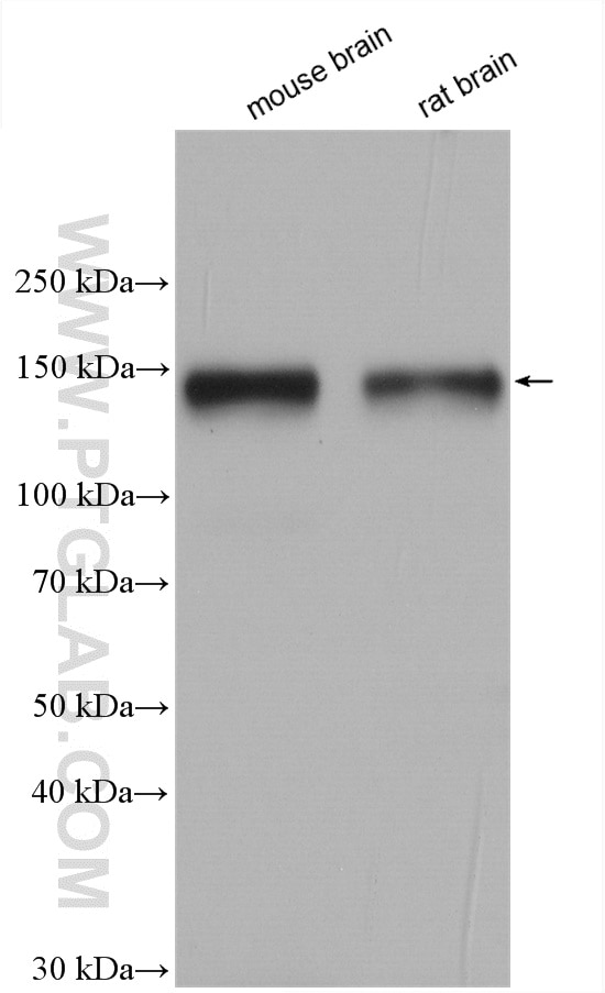 WB analysis using 28513-1-AP